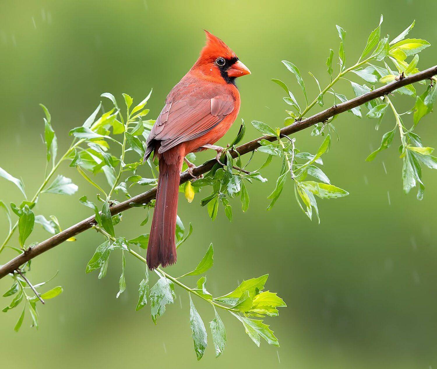 красный кардинал, northern cardinal, cardinal,кардинал, Elizabeth Etkind