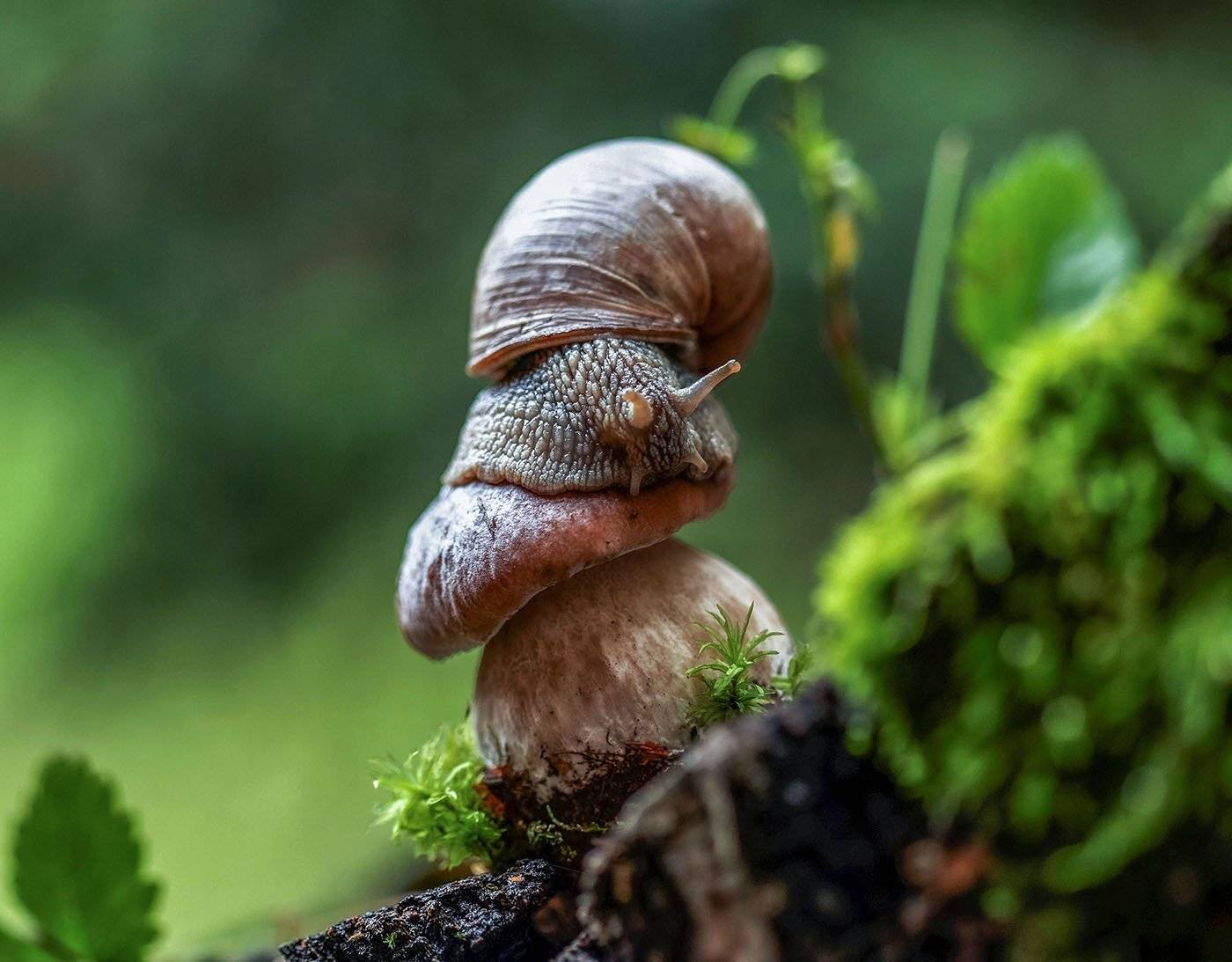 улитка,тихоход, моллюск,гриб, белый,природа, snail, boletus, nature, Юлия Стукалова