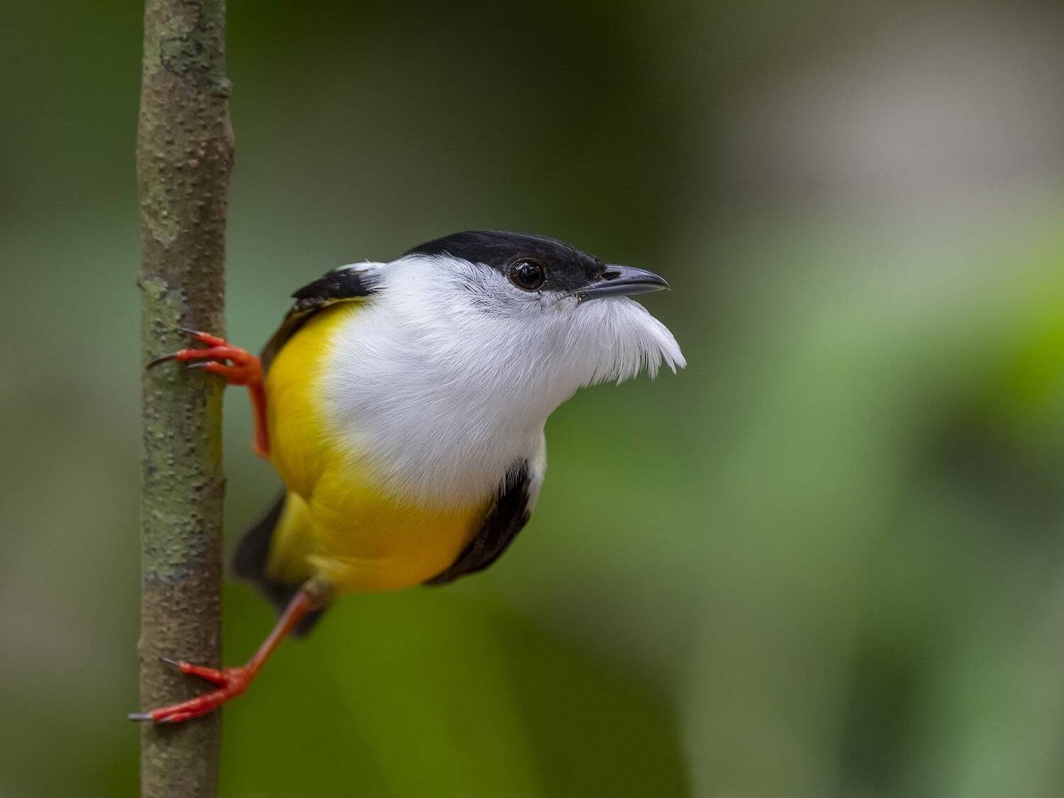 , Fernando Burgalin Sequeira