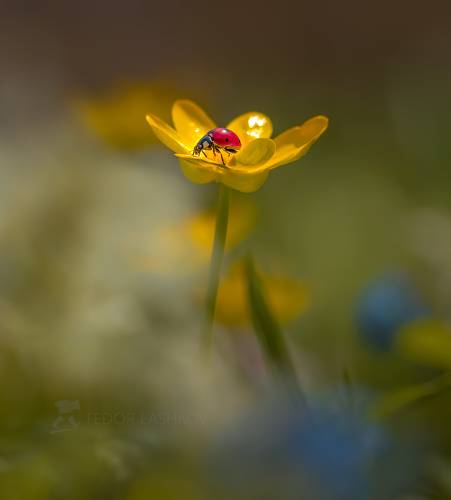 Божья коровка