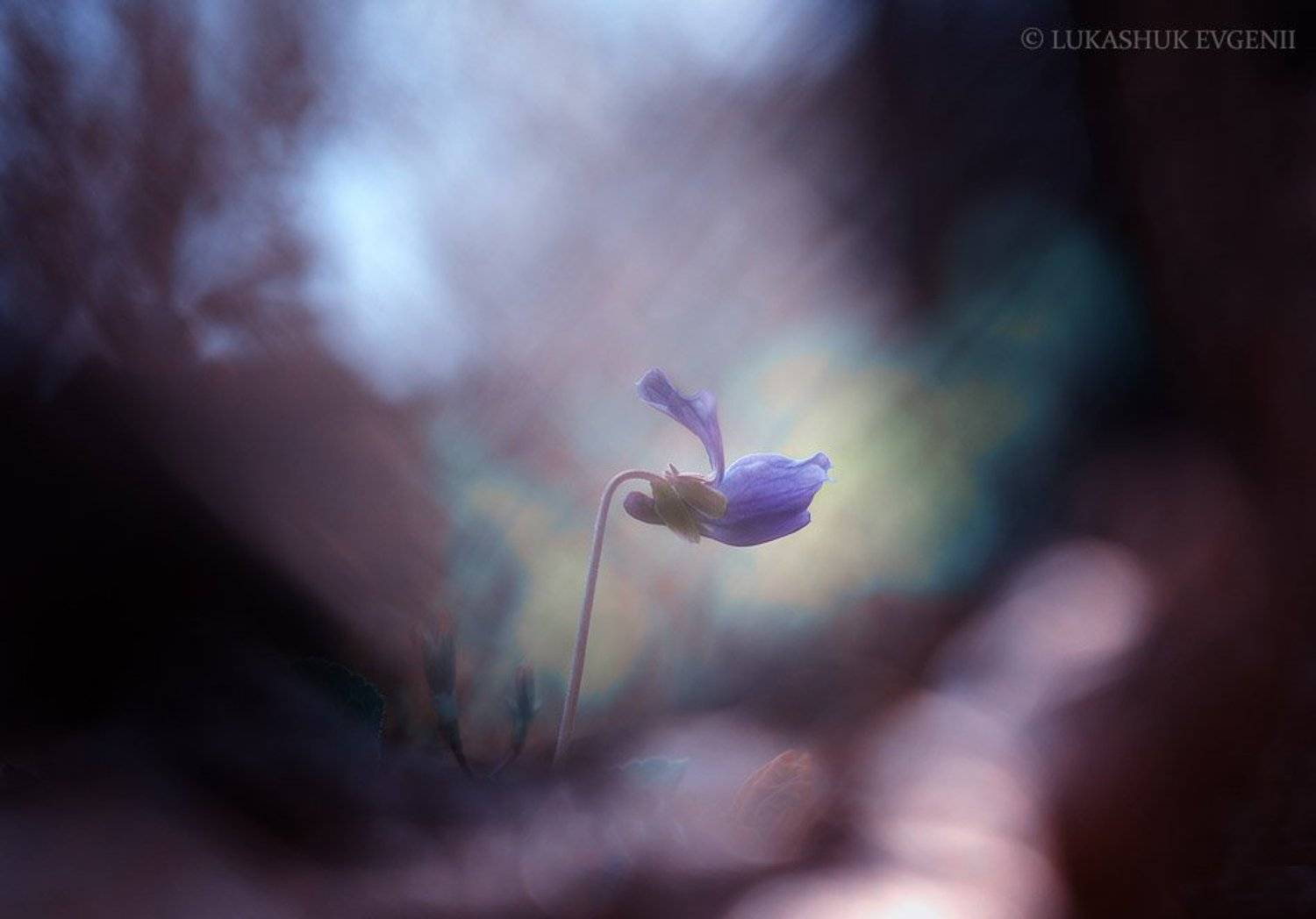 , Евгений Лукашук