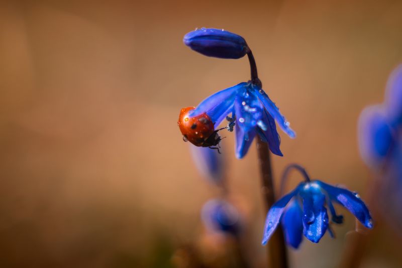 Коровка и цветок фото превью