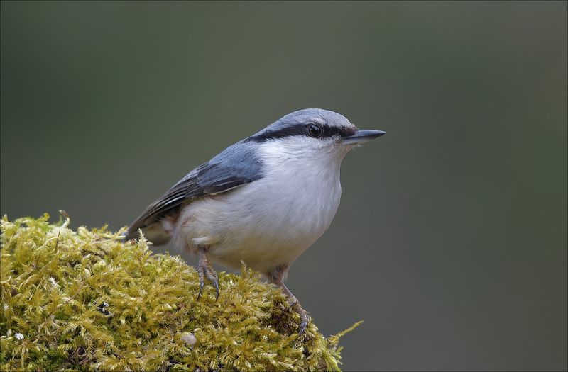поползень *** фото превью