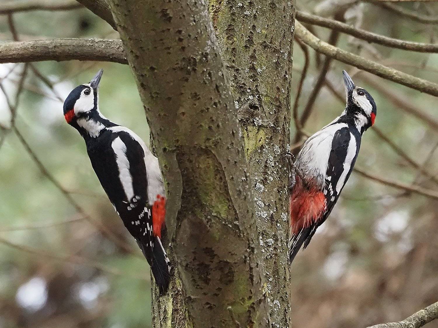 , Сергей Духанин