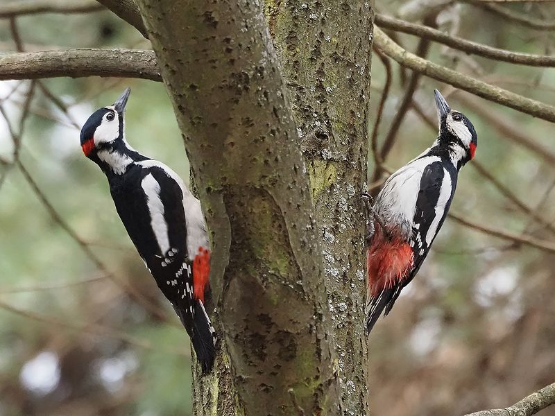 двое из ларца одинаковых с лица фото превью