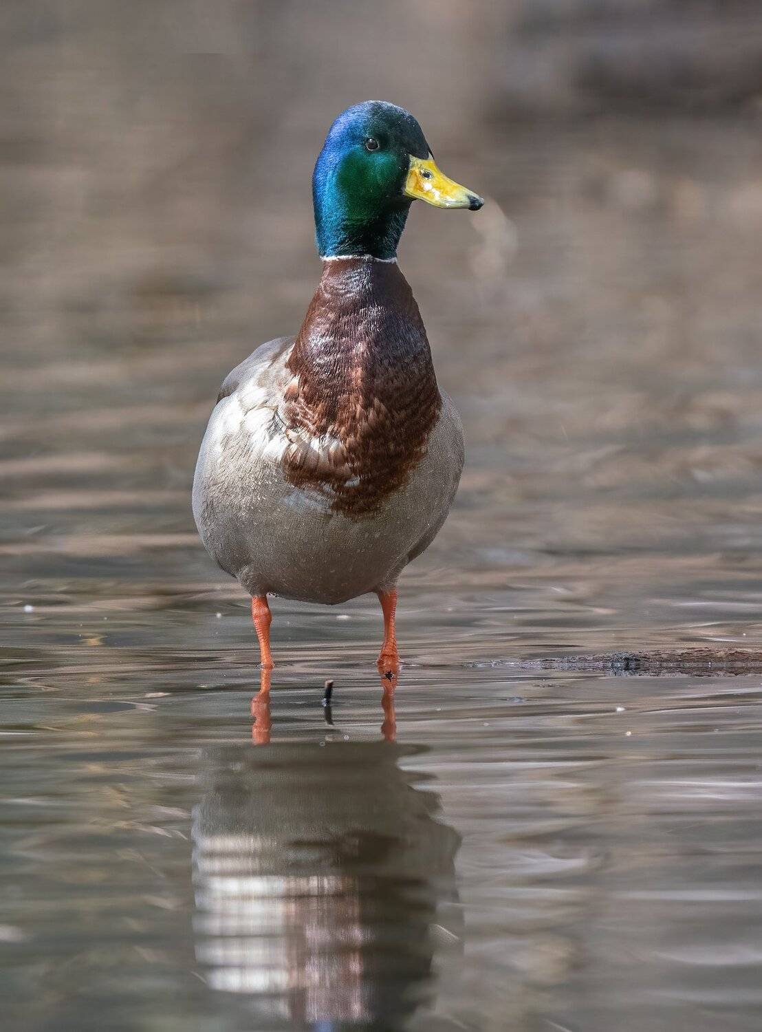 , Константин Дэм