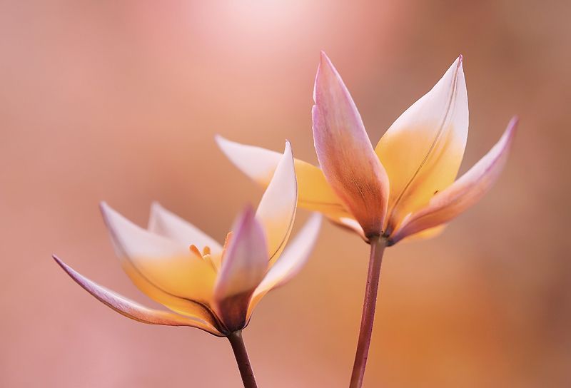Tulips фото превью