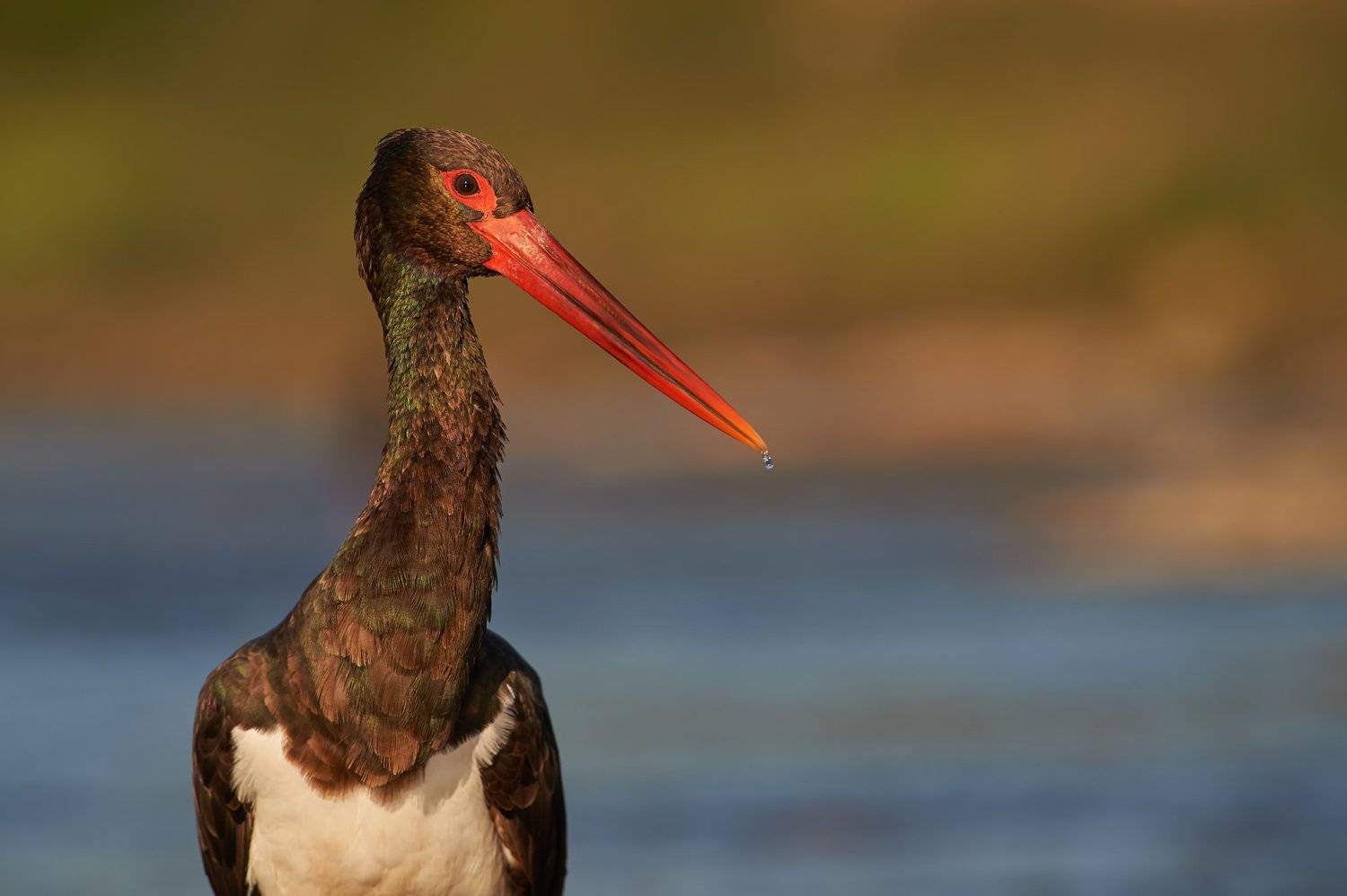 nature, wildlife, birds, Калин Ботев