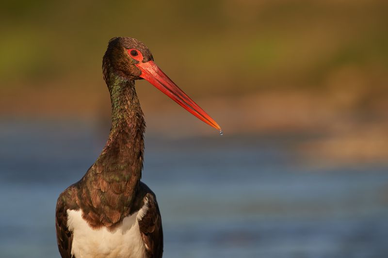 nature, wildlife, birds *** фото превью