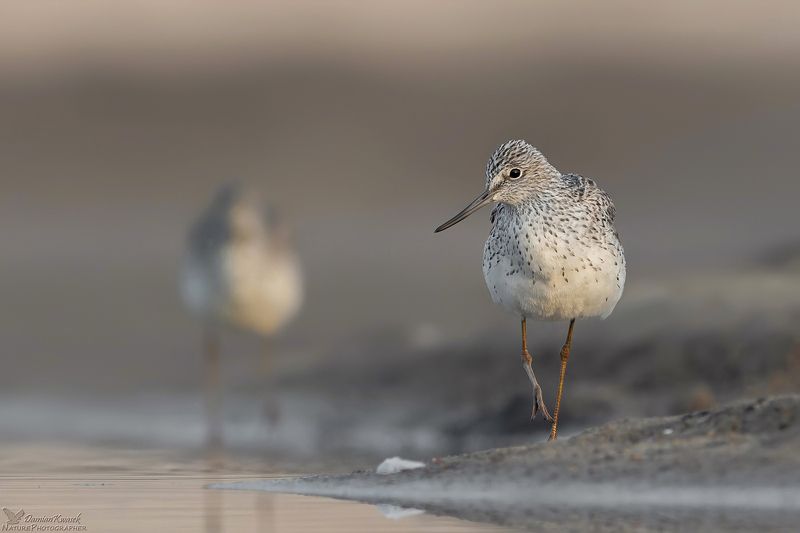 Kwokacz фото превью