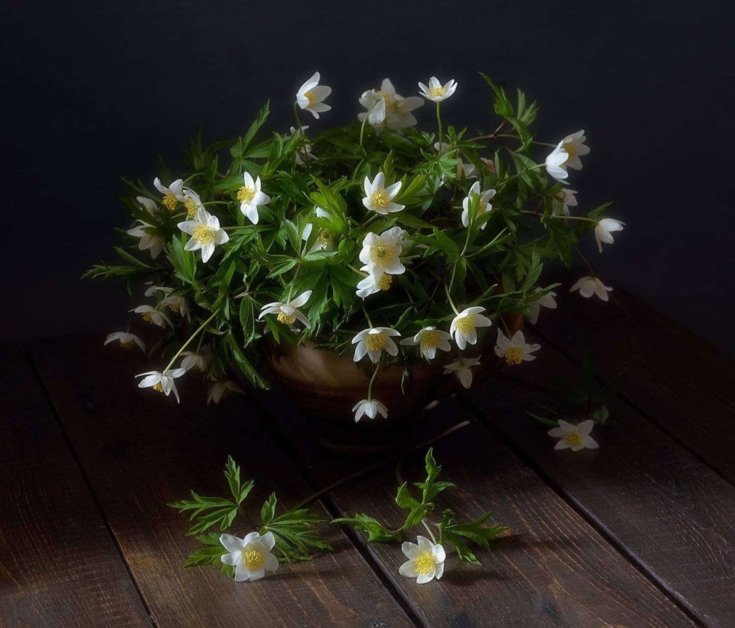 натюрморт,цветы,весна,анемоны,ветреницы, Наталия К