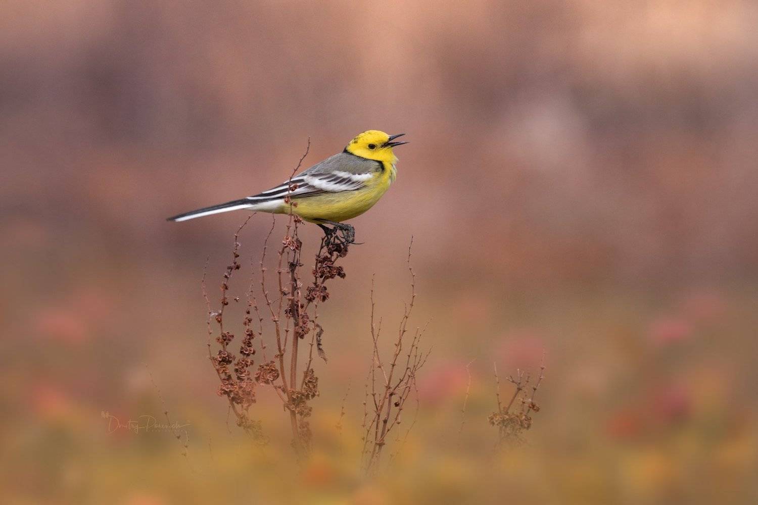 природа, лес, поля, огороды, животные, птицы, макро, Дмитрий Посевич