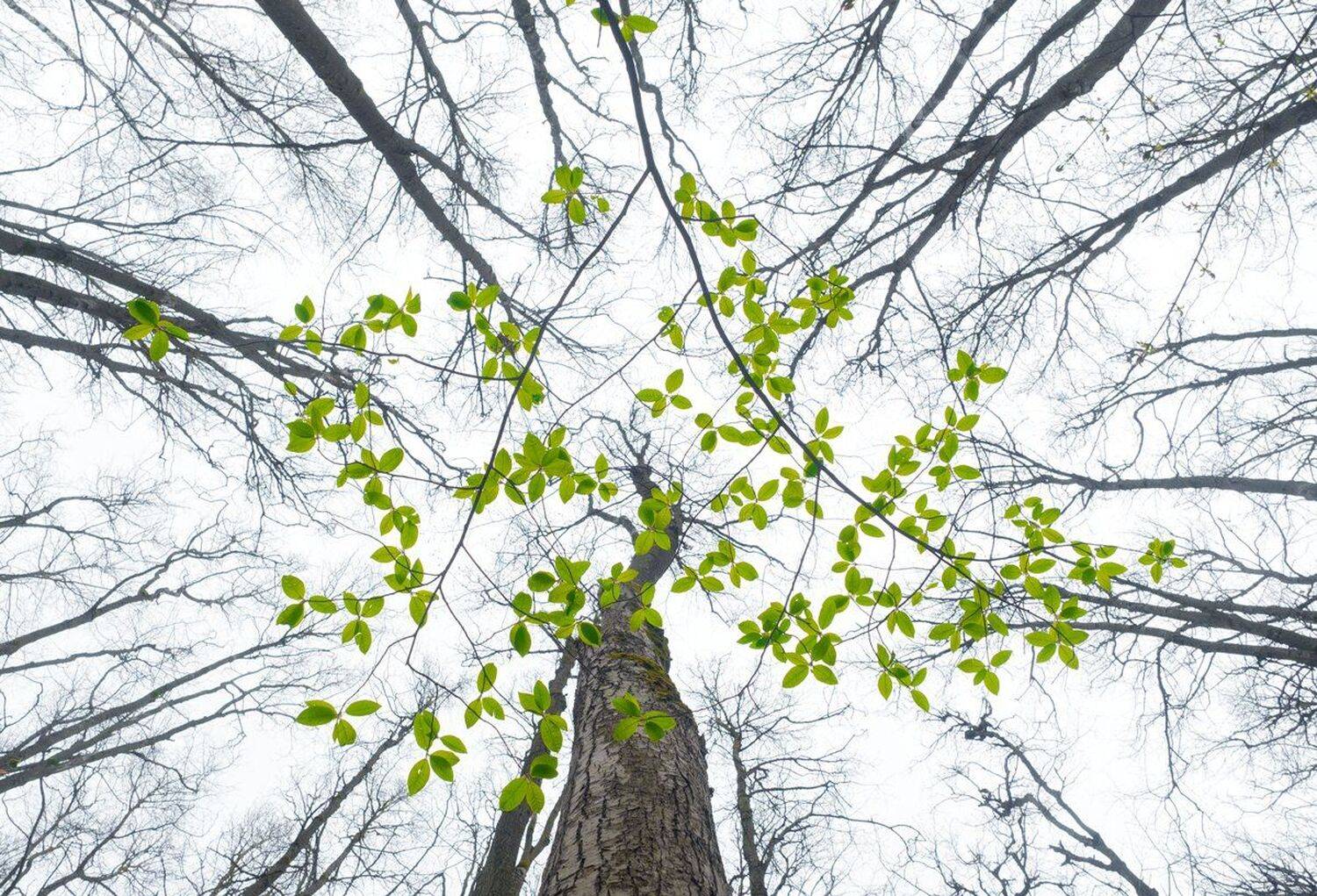лес, свет, утро, природа, Баранов Олег