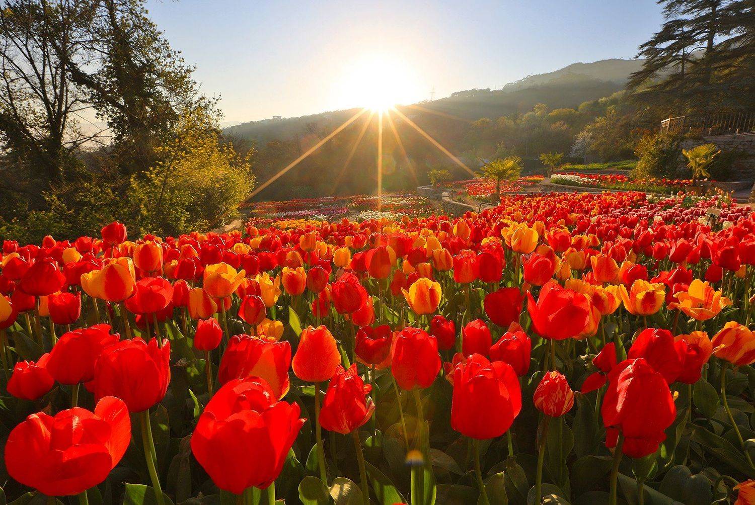 никитский сад, ялта, крым, никитский ботанический сад, ай-петри, черное море, выставка тюльпанов, тюльпаны, весна в ялте, Serge Titov