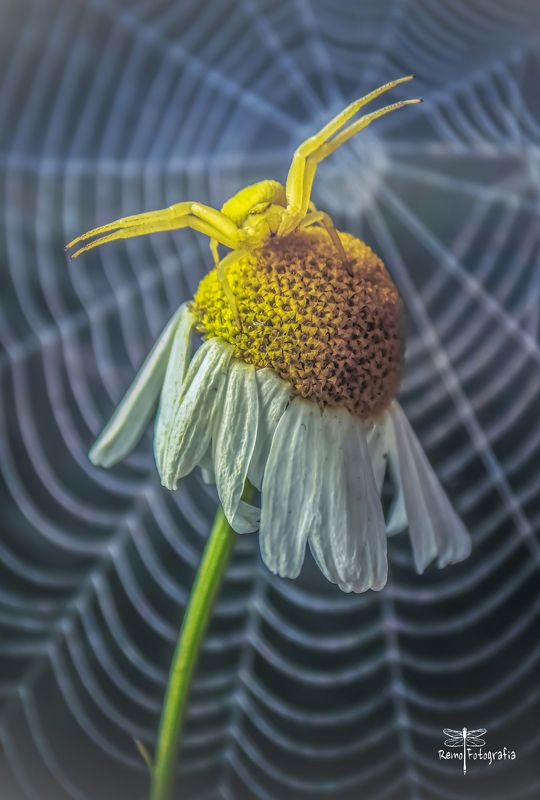 Misumena vatia. фото превью