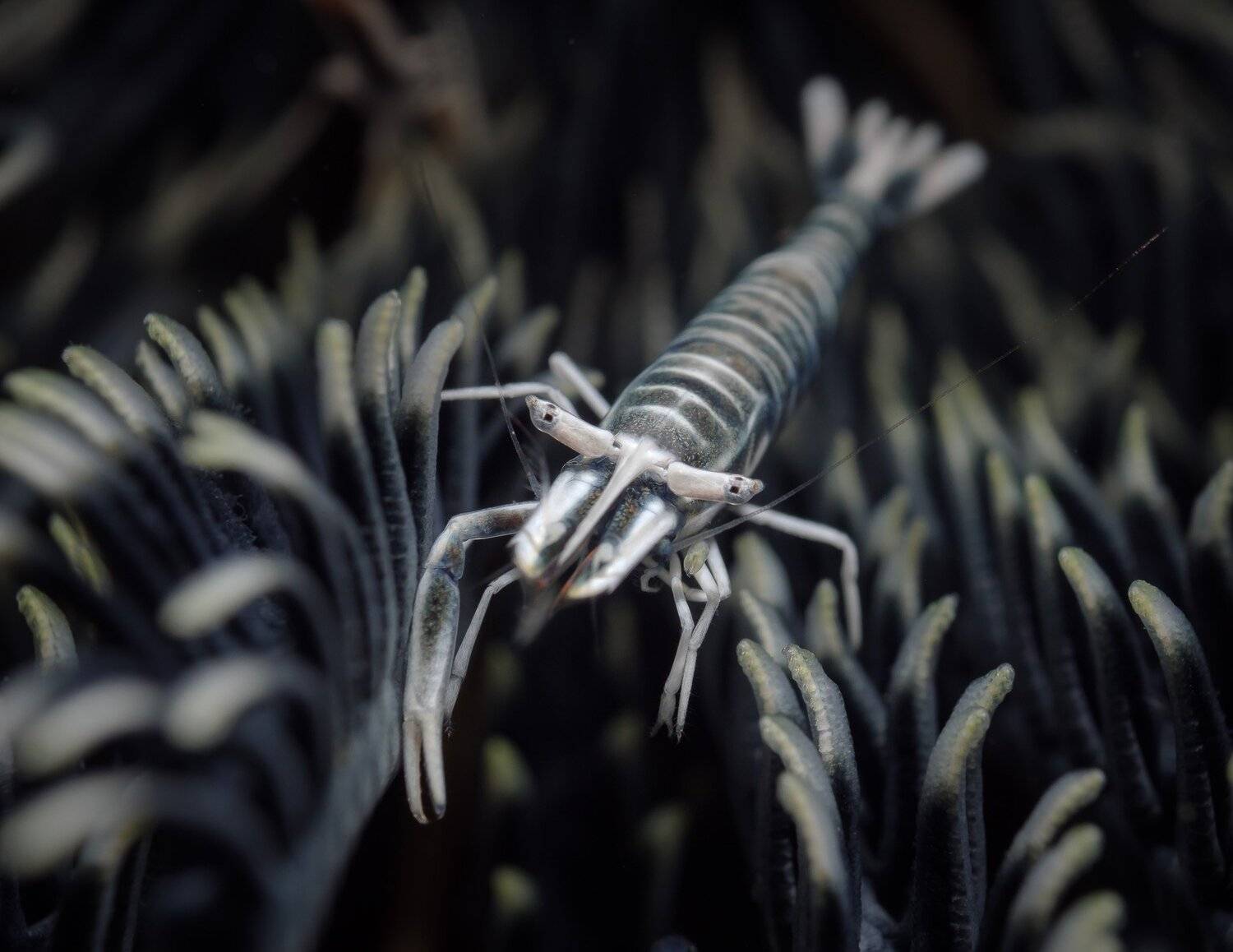 , Андрей Савин