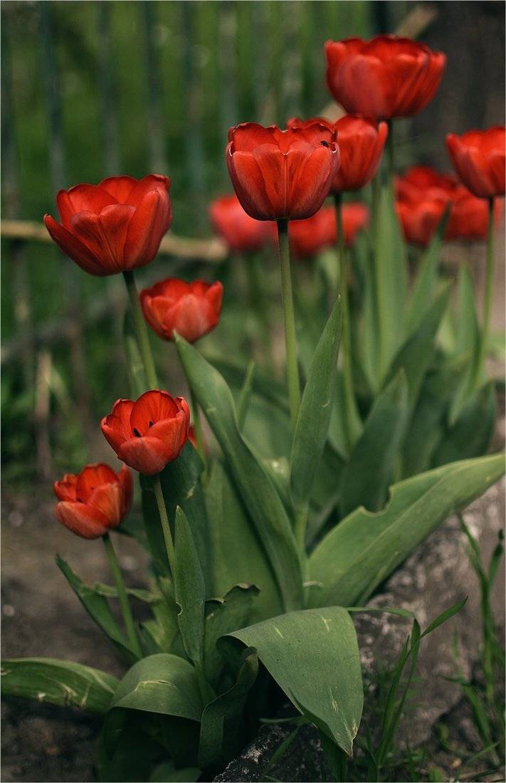 , Александр Хромеев