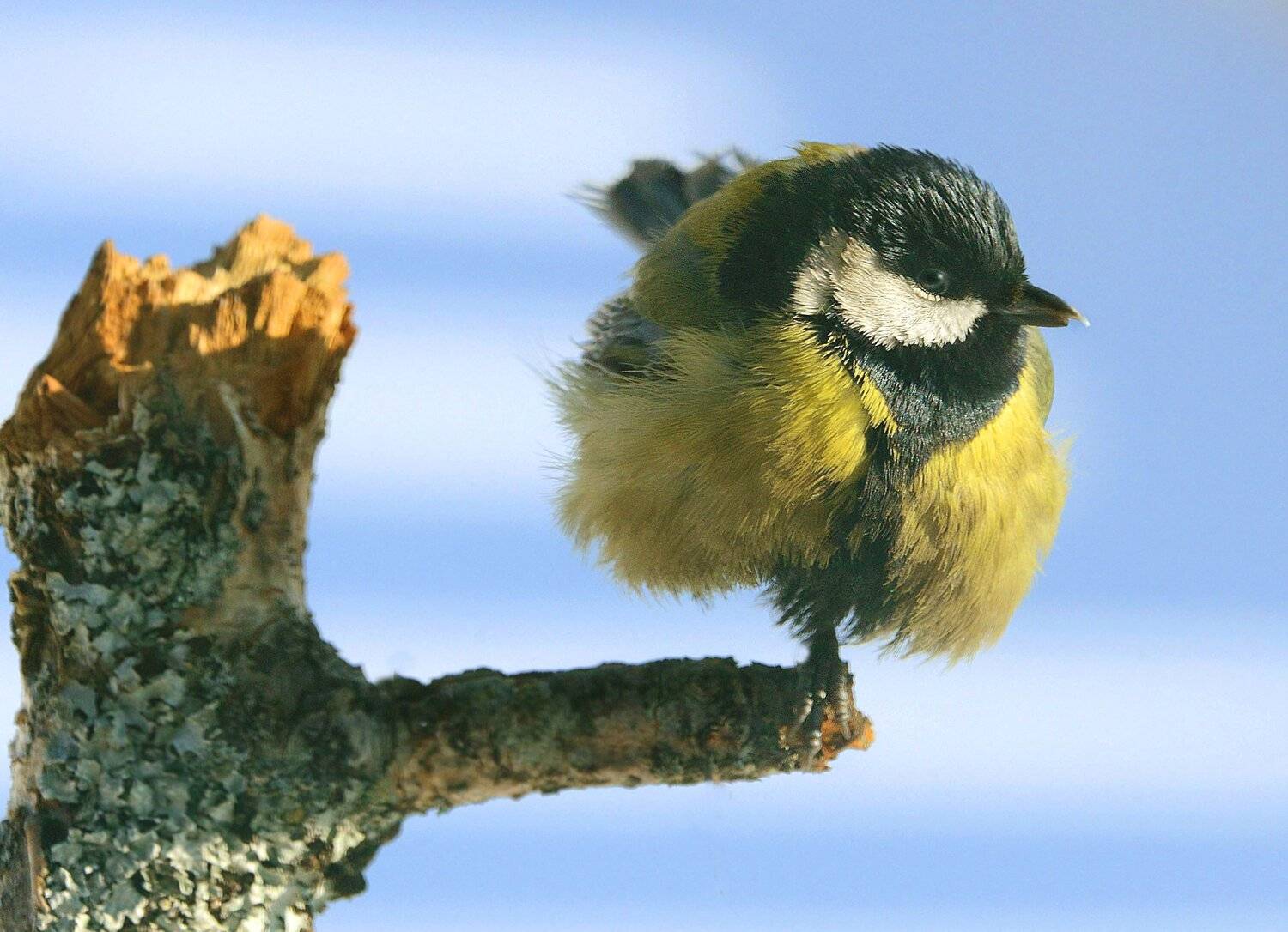 , Михаил Белоусов