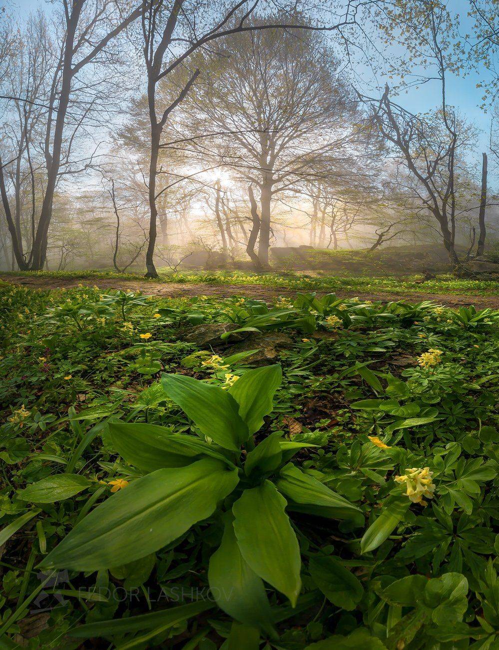 ставропольский край, ставрополье, весна, стрижамент, рассвет, солнце, лучи, туман, лесное, растение, растительность, хохлатка, дерево, эко тропа, туманный,, Лашков Фёдор