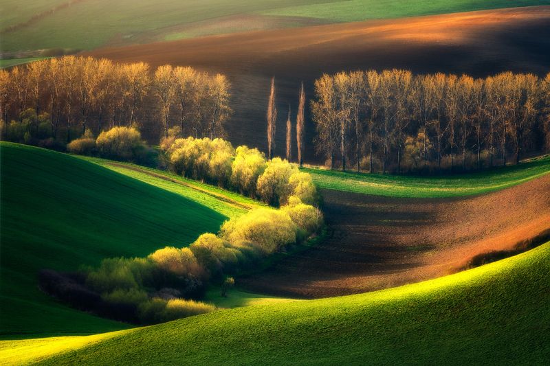 Lines of spring фото превью