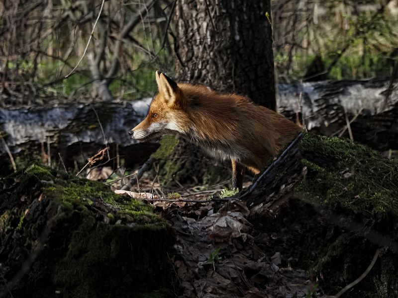 на стороже фото превью
