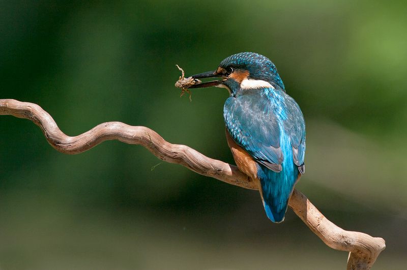 Зимородок фото превью