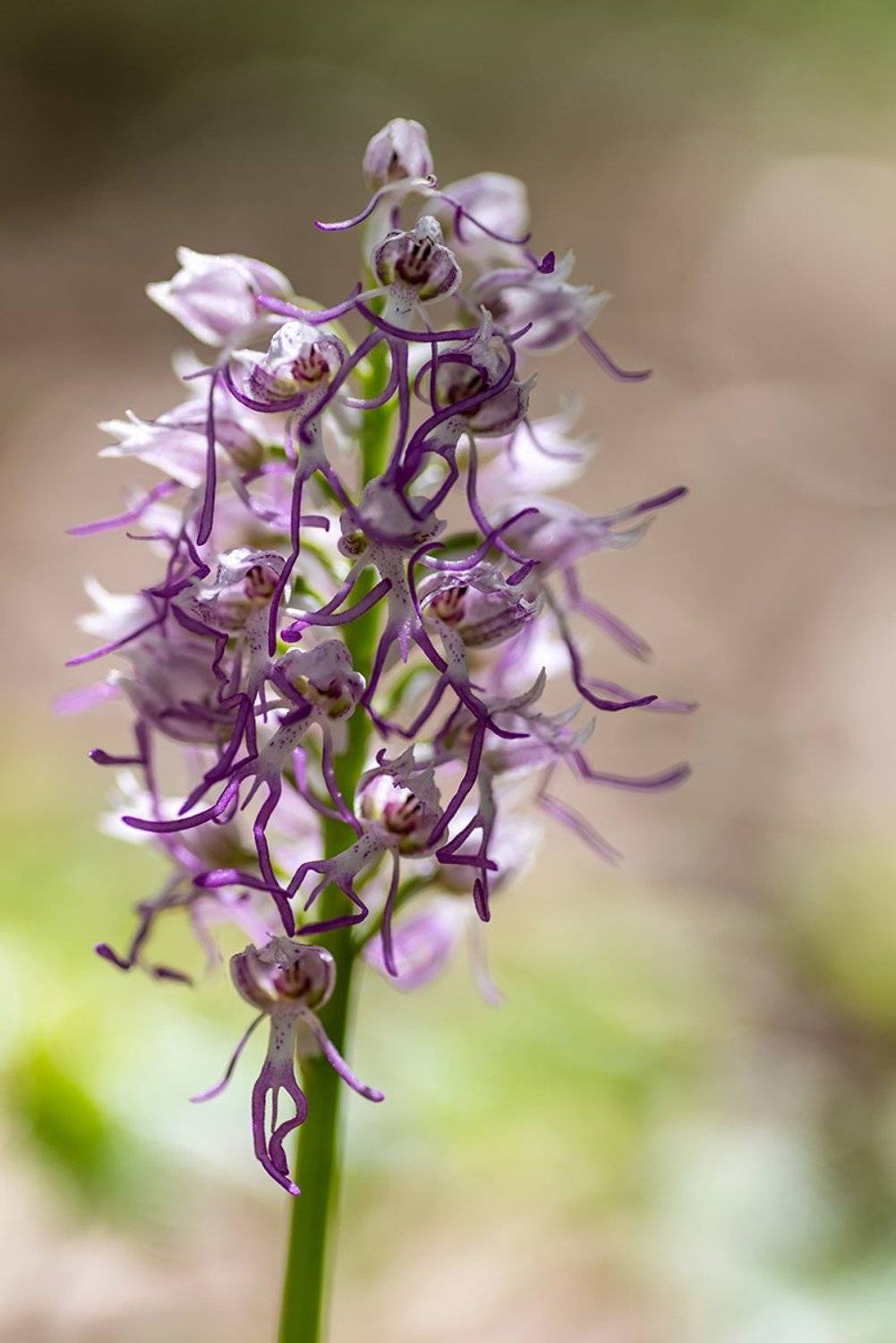 , Александр Земляной