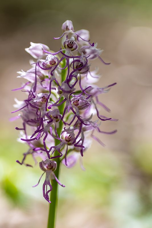 Пляски туземцев фото превью