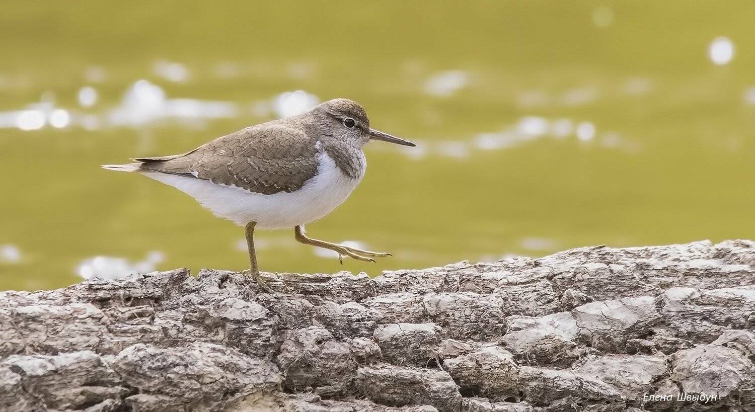 bird of prey, animal, birds, bird,  animal wildlife,  nature,  animals in the wild, common sandpipper, перевозчик, птицы, птица, Елена Швыдун