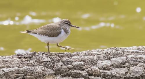 Common sandpipper