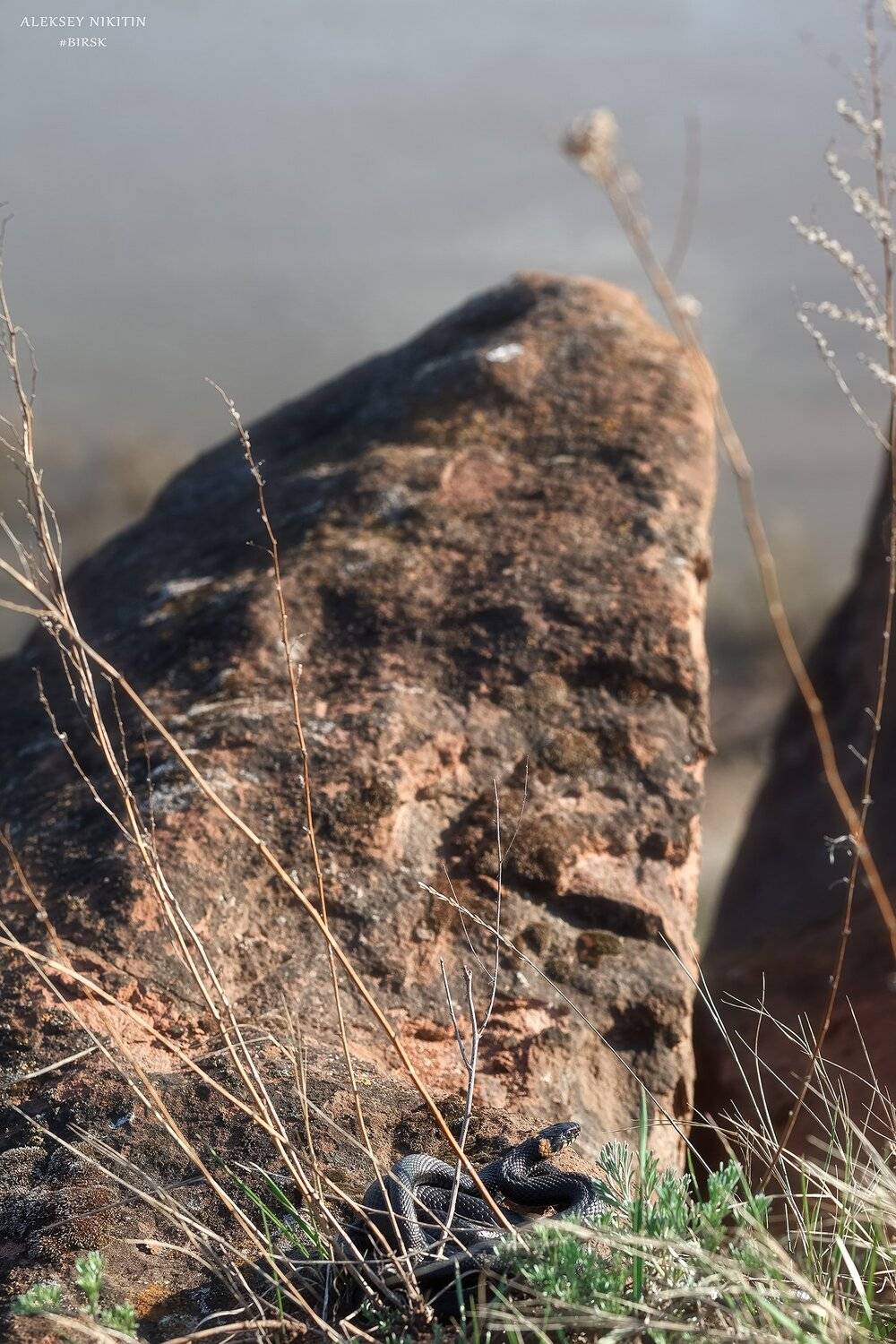 , Алексей Никитин