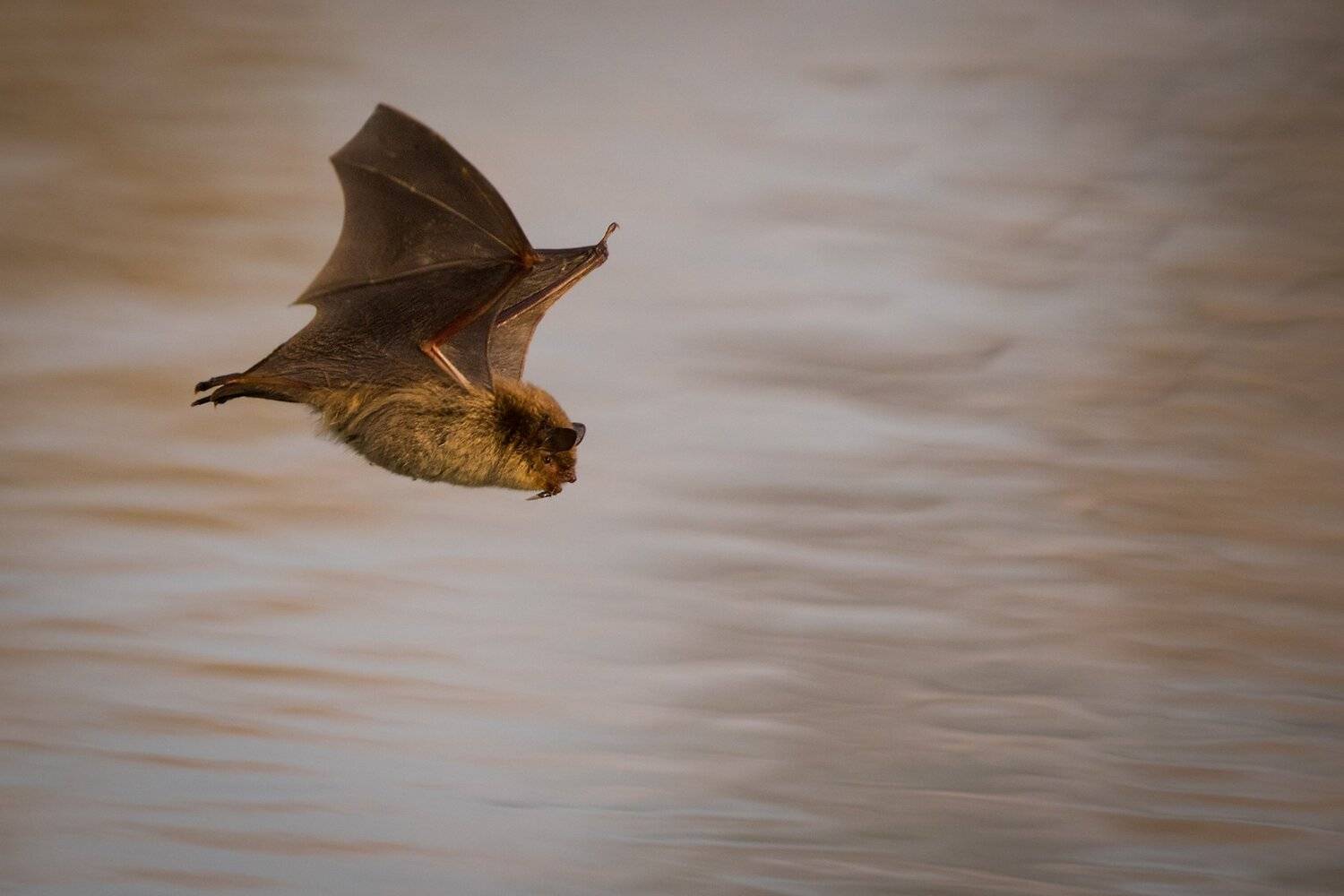 , Robert Adamec