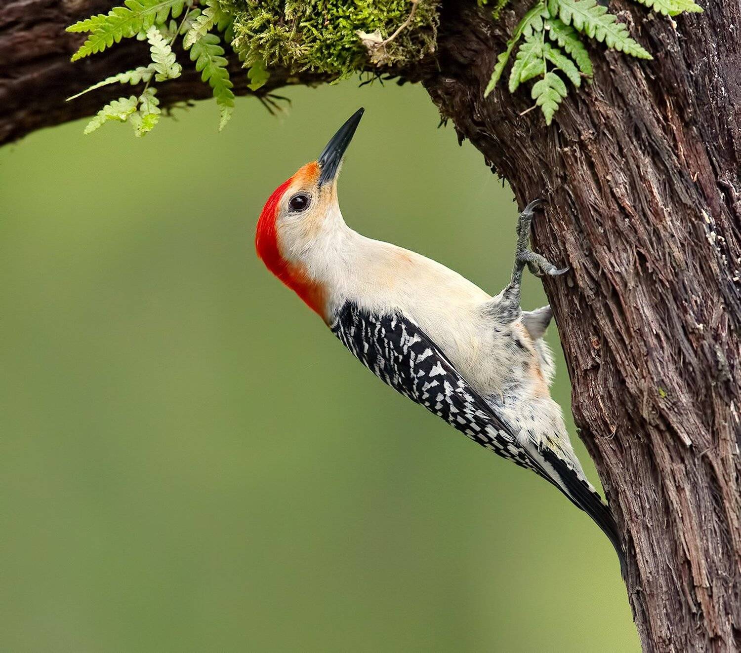 дятел, каролинский меланерпес, red-bellied woodpecker, woodpecker, Elizabeth Etkind