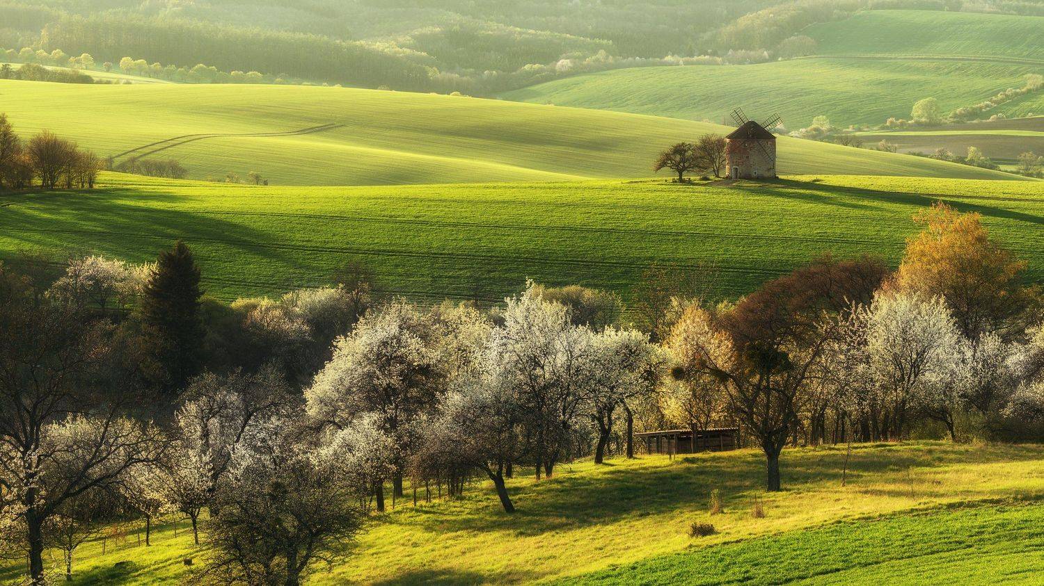 spring,tree,landscapes, Milan Samochin