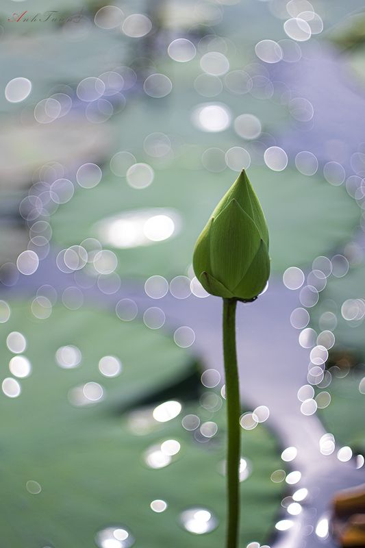Lotus фото превью