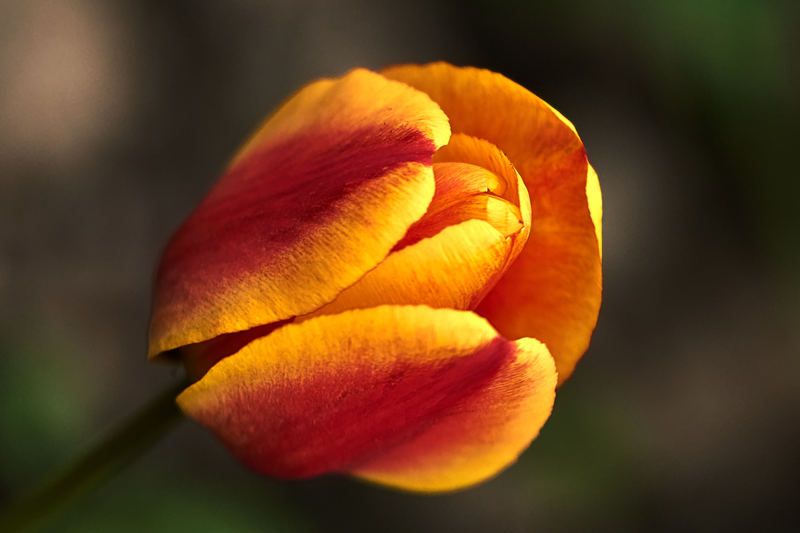 Tulip фото превью