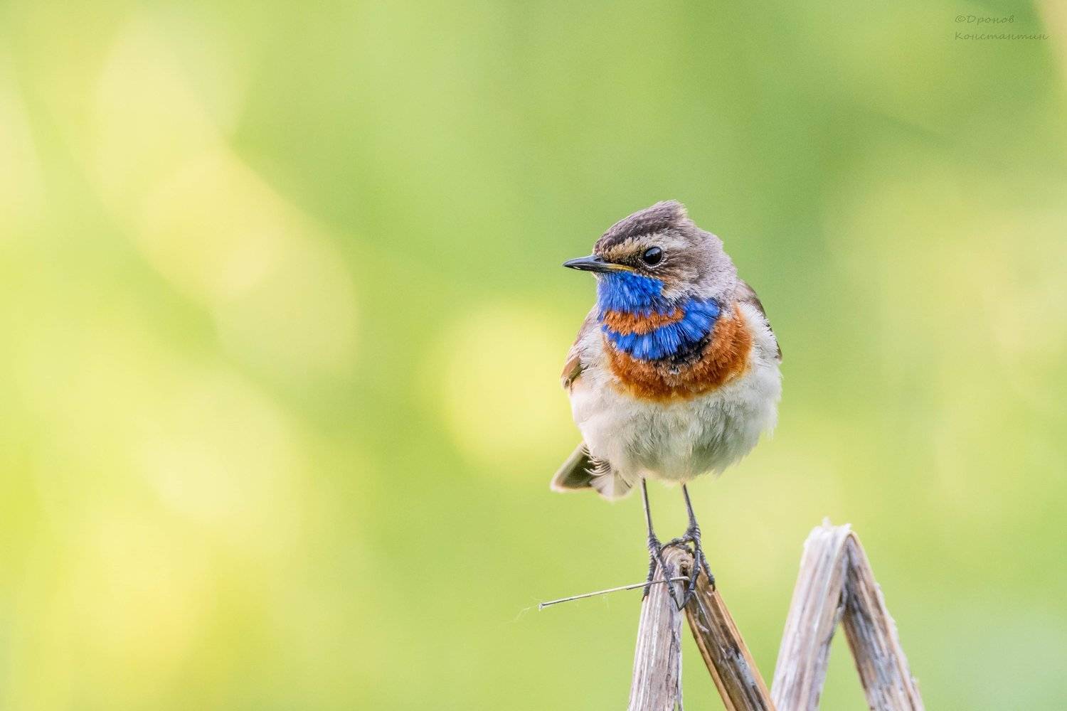 варакушка, птицы, фотоохота, Дронов Константин
