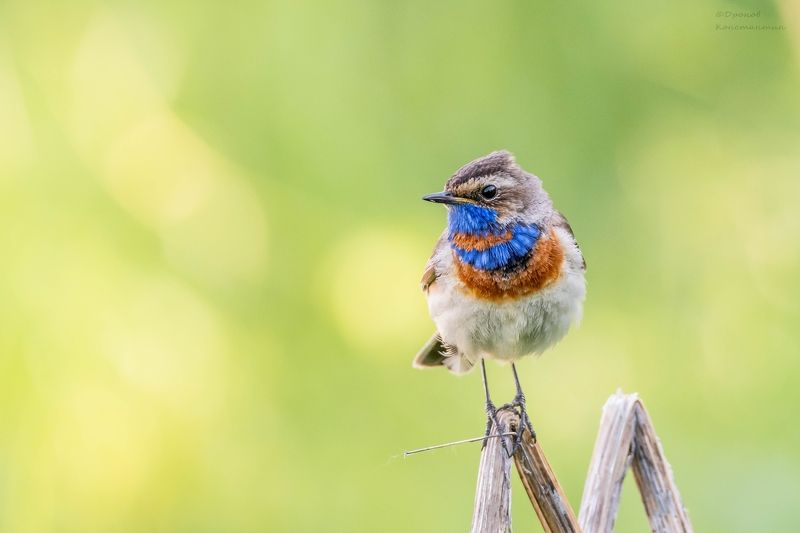 варакушка, птицы, фотоохота Гарный хлопец фото превью