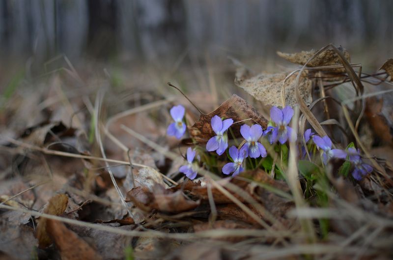 Лесные фиалки фото превью