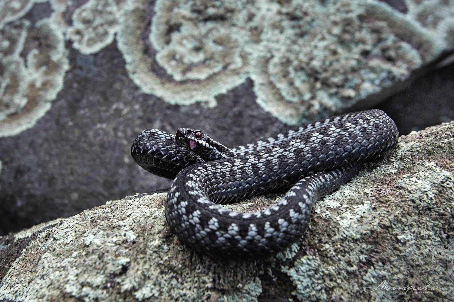 урал, гадюка, змея, рептилия, Малафеева Елена