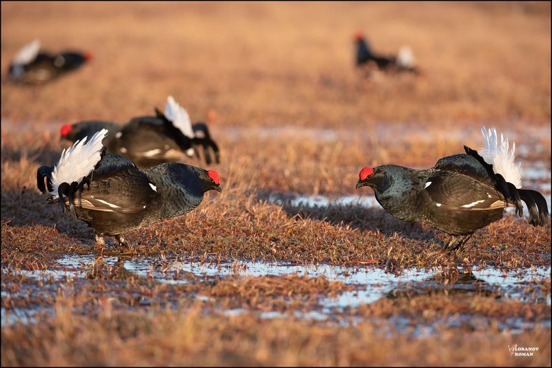 * * * фото превью