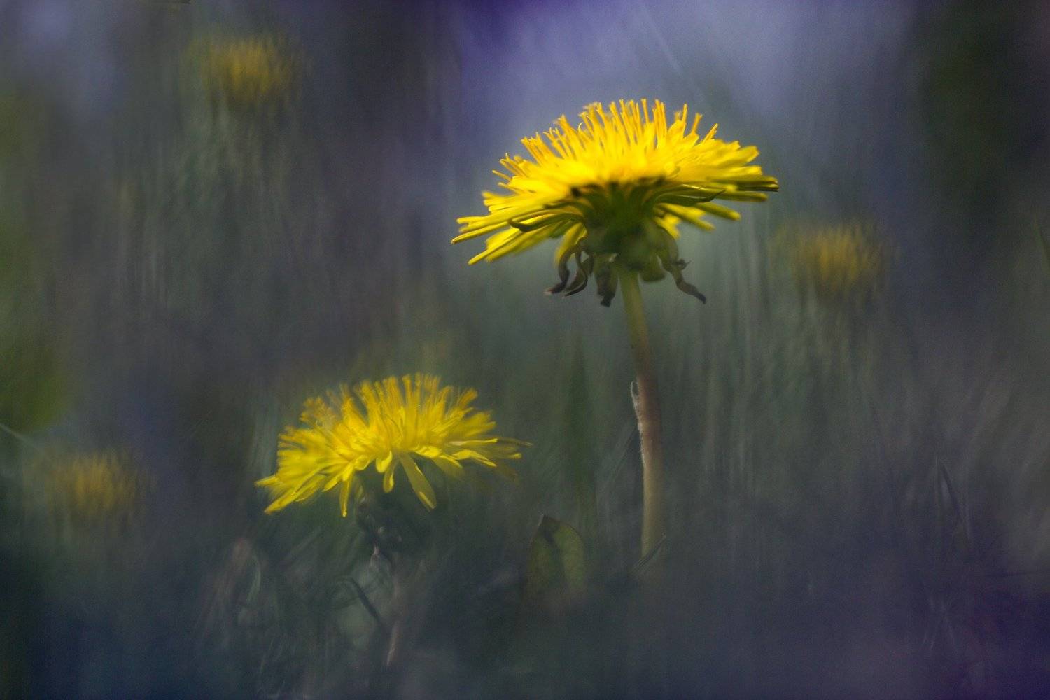 миламиронова, макро, весна, цветы, одуванчик, сон, Мила Миронова