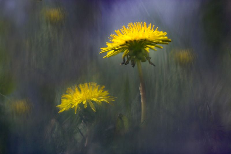 миламиронова, макро, весна, цветы, одуванчик, сон Весенний сон... фото превью