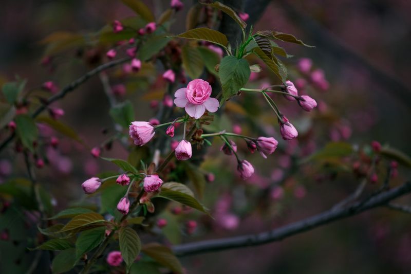 canon 55-250, beautiful, красивый, moment, момент, nature, природа, весенняя, spring, весна, blossoming, цветущая, branch, ветка, flowers, цветы, sakura, сакура, Первые из распустившихся :) фото превью