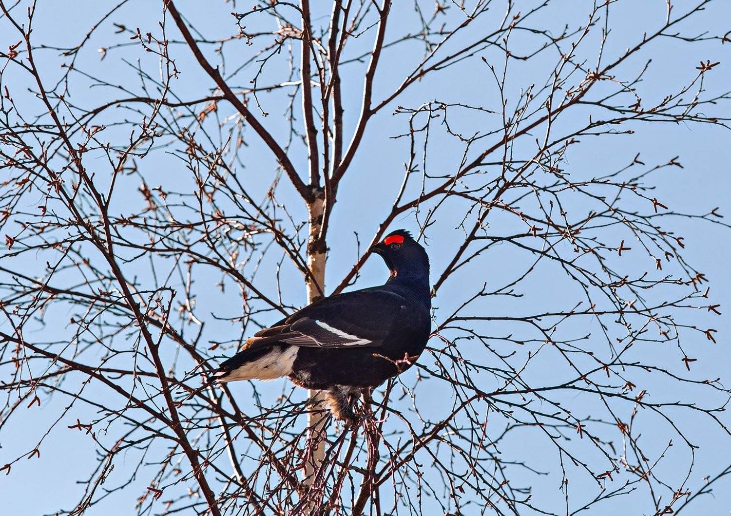 тетерев,касач,коми,печора,весна,север,птицы,анималистика,природа,black grouse, kasach, komi, pechora, spring, north, birds, animalistics, nature, Игорь Триер