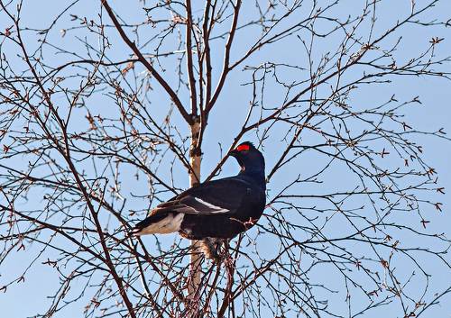 Тетерев - Касач