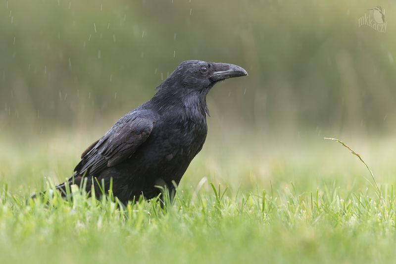 Raven Queen фото превью