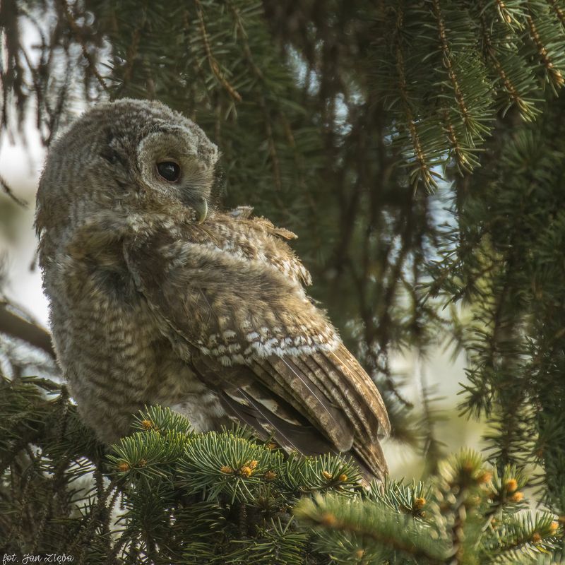 tawny owl фото превью