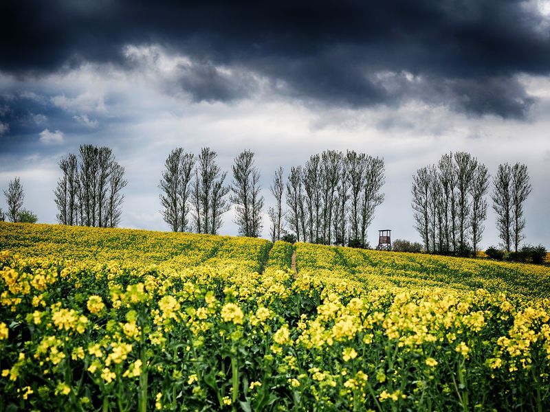 Spring field фото превью