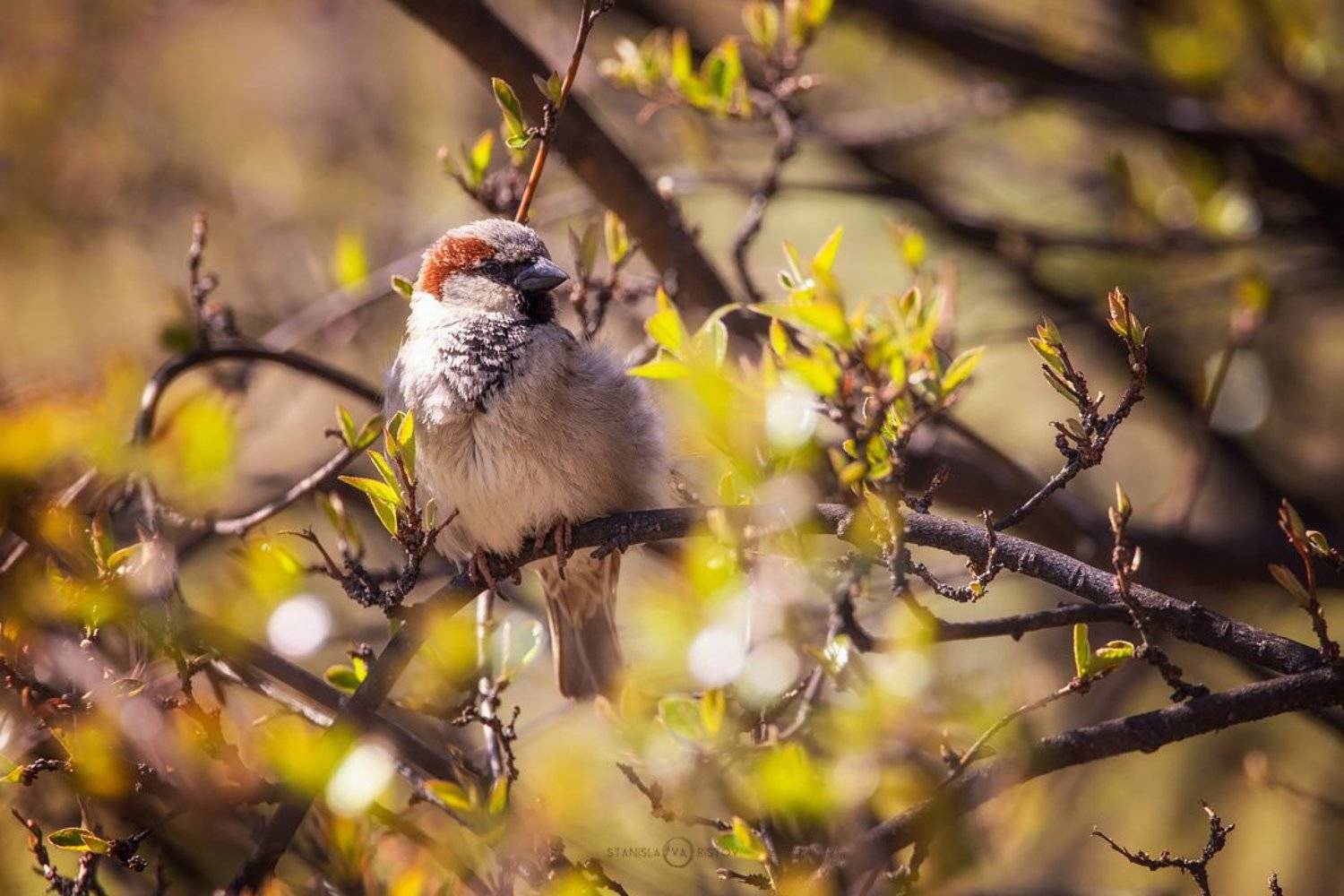 , Станислав Аристов